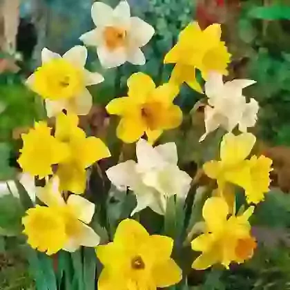 Trumpet Daffodil Mixture